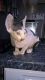 Sphynx Cats for sale in Louisville, KY, USA. price: $400