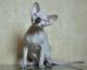 Sphynx Cats for sale in Moscow, Russia. price: 2000 RUB