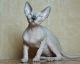 Sphynx Cats for sale in Moscow, Russia. price: 1700 RUB