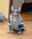 Sphynx Cats for sale in Airway Heights, WA, USA. price: $550