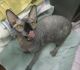 Sphynx Cats for sale in Airway Heights, WA, USA. price: $500