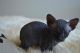Sphynx Cats for sale in Fairhope, AL 36532, USA. price: $400