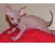 Sphynx Cats for sale in Mountain View, WY 82933, USA. price: $400