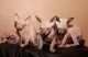 Sphynx Cats for sale in Huntington Beach, CA, USA. price: $500