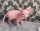 Sphynx Cats for sale in Laurel, MD, USA. price: $500