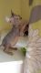 Sphynx Cats for sale in Bakersfield, CA, USA. price: NA