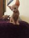 Sphynx Cats for sale in New York, NY, USA. price: $1,200