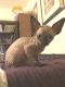 Sphynx Cats for sale in New York, NY, USA. price: $1,100