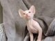 Sphynx Cats for sale in Arvada, CO, USA. price: NA