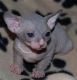 Sphynx Cats for sale in Royal, AR 71968, USA. price: NA