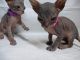 Sphynx Cats for sale in Sacramento, CA, USA. price: $350