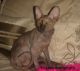 Sphynx Cats for sale in Gantt, AL 36421, USA. price: NA