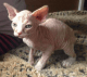 Sphynx Cats for sale in Abernathy, TX 79311, USA. price: NA
