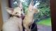 Sphynx Cats for sale in Abernathy, TX 79311, USA. price: NA