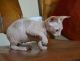 Sphynx Cats for sale in Springfield, IL, USA. price: NA