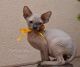 Sphynx Cats for sale in San Bernardino, CA, USA. price: NA