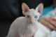 Sphynx Cats for sale in Carlsbad, CA, USA. price: NA