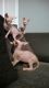 Sphynx Cats for sale in Costa Mesa, CA, USA. price: $350