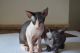 Sphynx Cats for sale in Costa Mesa, CA, USA. price: $300