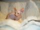 Sphynx Cats for sale in Buffalo, NY, USA. price: NA