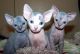 Sphynx Cats for sale in East Los Angeles, CA, USA. price: NA