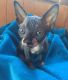 Sphynx Cats for sale in Greenwich, NS B0P, Canada. price: $400