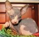 Sphynx Cats for sale in Mobile, AL, USA. price: $300