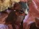 Sphynx Cats for sale in Coral Springs, FL, USA. price: NA