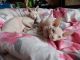Sphynx Cats for sale in Altheimer, AR 72004, USA. price: NA