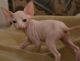 Sphynx Cats for sale in Altheimer, AR 72004, USA. price: NA