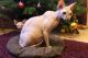 Sphynx Cats for sale in Springfield, IL, USA. price: NA
