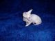 Sphynx Cats for sale in Washington, VA 22747, USA. price: NA