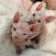 Sphynx Cats for sale in Zellwood, FL, USA. price: NA