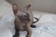 Sphynx Cats for sale in Fresno, CA, USA. price: $800