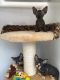Sphynx Cats for sale in Spokane, WA, USA. price: NA