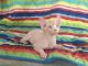 Sphynx Cats for sale in Winnie, TX 77665, USA. price: NA