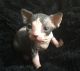 Sphynx Cats for sale in Austin St, Houston, TX, USA. price: NA