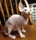 Sphynx Cats for sale in Cambridge, OH 43725, USA. price: NA