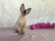 Sphynx Cats for sale in Snowville, UT 84336, USA. price: NA