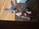 Sphynx Cats for sale in Harrisburg, IL 62946, USA. price: NA