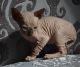 Sphynx Cats for sale in Austin St, Houston, TX, USA. price: NA