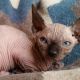 Sphynx Cats for sale in Cheraw, SC 29520, USA. price: NA