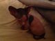 Sphynx Cats for sale in Morganton, NC 28655, USA. price: NA