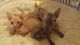 Sphynx Cats for sale in Matawan, NJ 07747, USA. price: NA