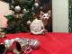 Sphynx Cats for sale in Masontown, PA 15461, USA. price: NA