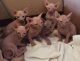 Sphynx Cats for sale in Garfield Ave, Jersey City, NJ, USA. price: NA