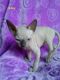 Sphynx Cats for sale in California, MD, USA. price: NA