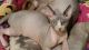 Sphynx Cats for sale in Newalla, Oklahoma City, OK 74857, USA. price: NA