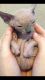Sphynx Cats for sale in Indianapolis, IN 46259, USA. price: $1,600