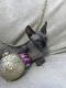 Sphynx Cats for sale in San Jose, CA, USA. price: $1,000